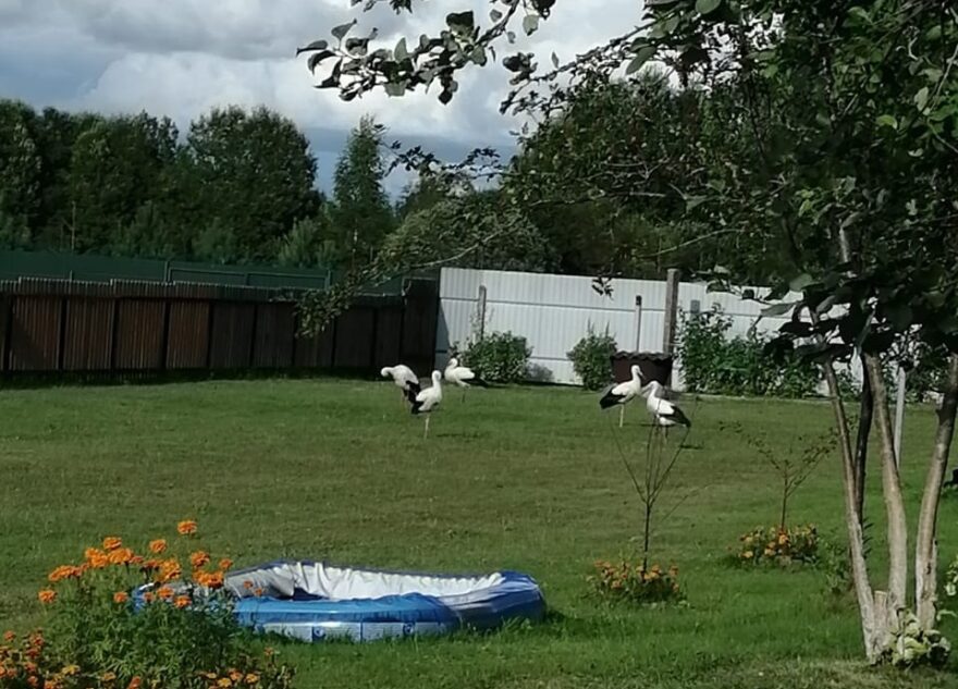 Вдова погибшего аиста Гоши привела птенцов к людям