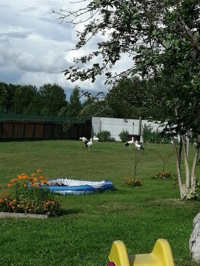 Вдова погибшего аиста Гоши привела птенцов к людям