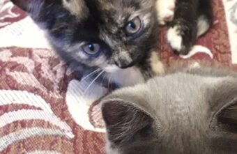 Жительница Тверской области необычным способом ищет дом для котят Жительница Тверской области необычным способом ищет дом для котят