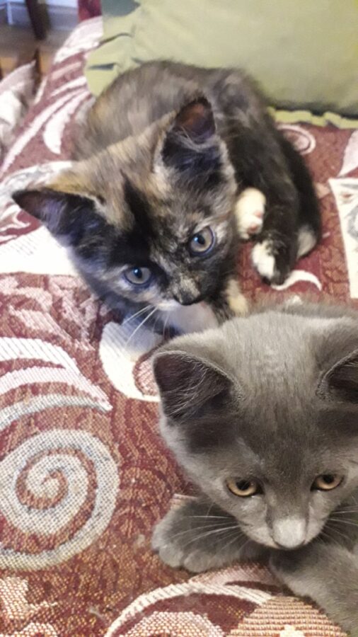 Жительница Тверской области необычным способом ищет дом для котят