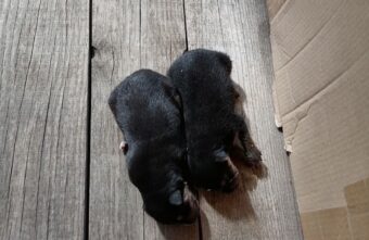 Жители Тверской области вытащили из реки мешок с щенками Жители Тверской области вытащили из реки мешок с щенками