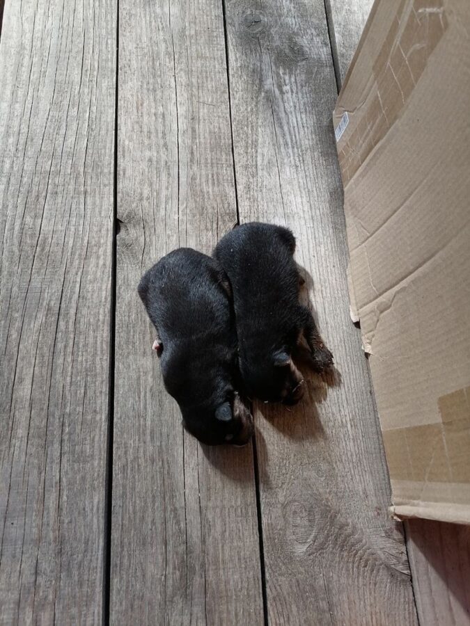 Жители Тверской области вытащили из реки мешок с щенками