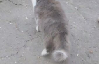 В Тверской области скандальному коту срочно ищут дом