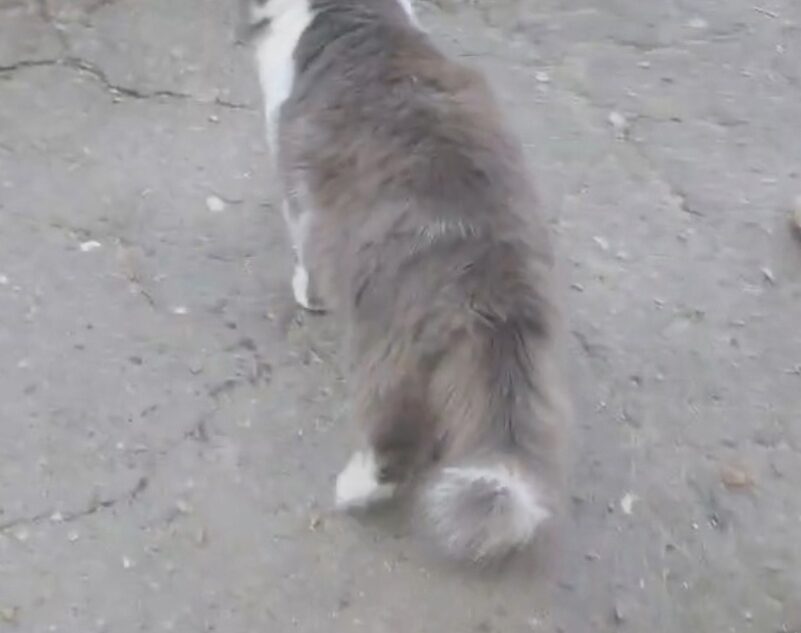 В Тверской области скандальному коту срочно ищут дом