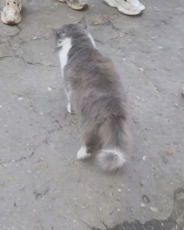 В Тверской области скандальному коту срочно ищут дом