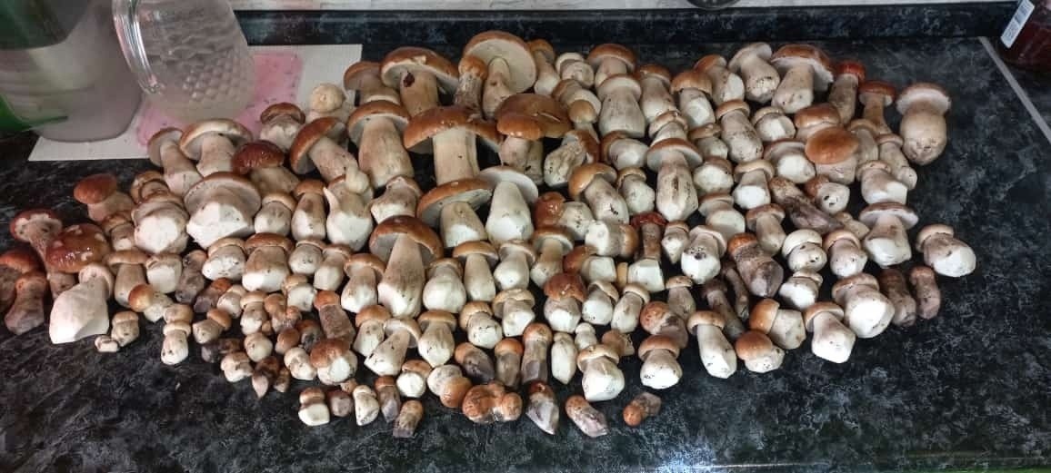 Названо самое грибное место в Тверской области