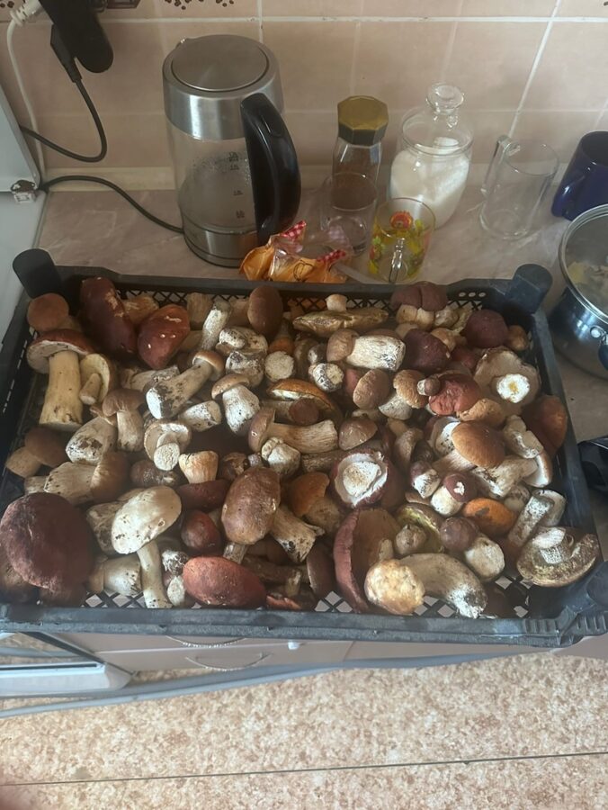 Жители Тверской области продолжают собирать целые корзины грибов