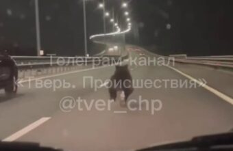 В Тверской области медвежонок бегал по трассе