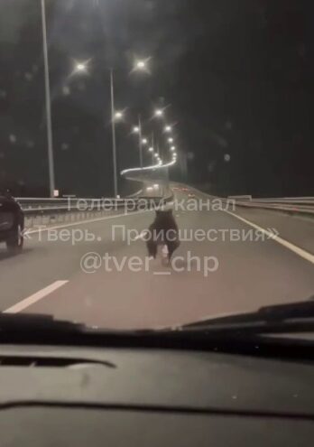 В Тверской области медвежонок бегал по трассе