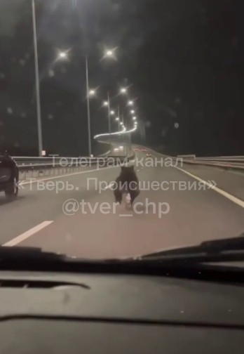 В Тверской области медвежонок бегал по трассе