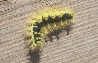 Жители Тверской области обнаружили страшную черно-желтую гусеницу