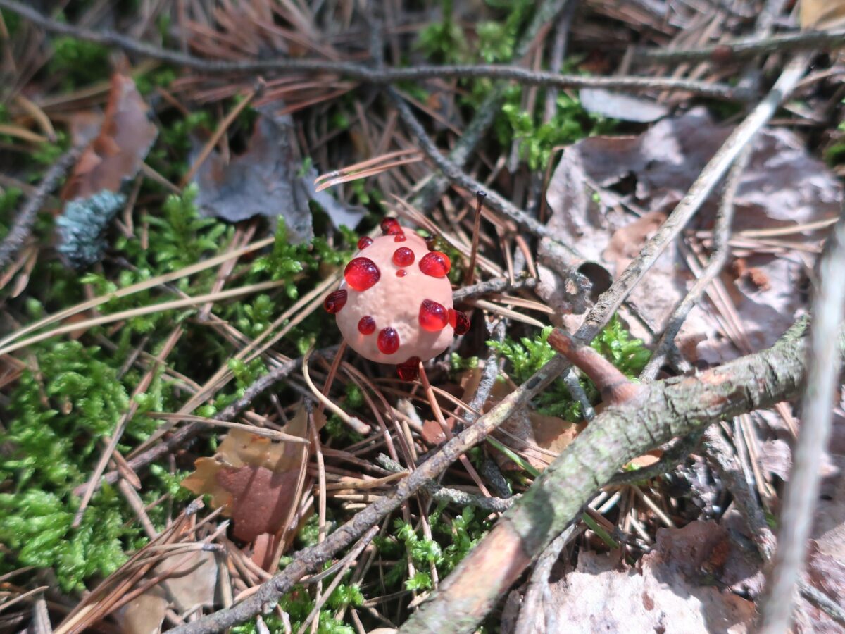 Тверскую область заполонили ядовитые кровавые грибы