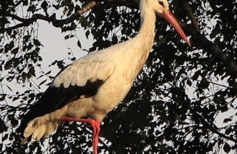 На закате к дому в Тверской области прилетел шикарный аист
