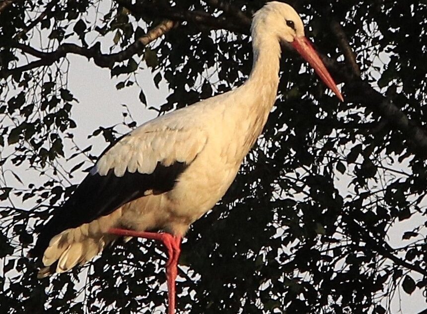 На закате к дому в Тверской области прилетел шикарный аист