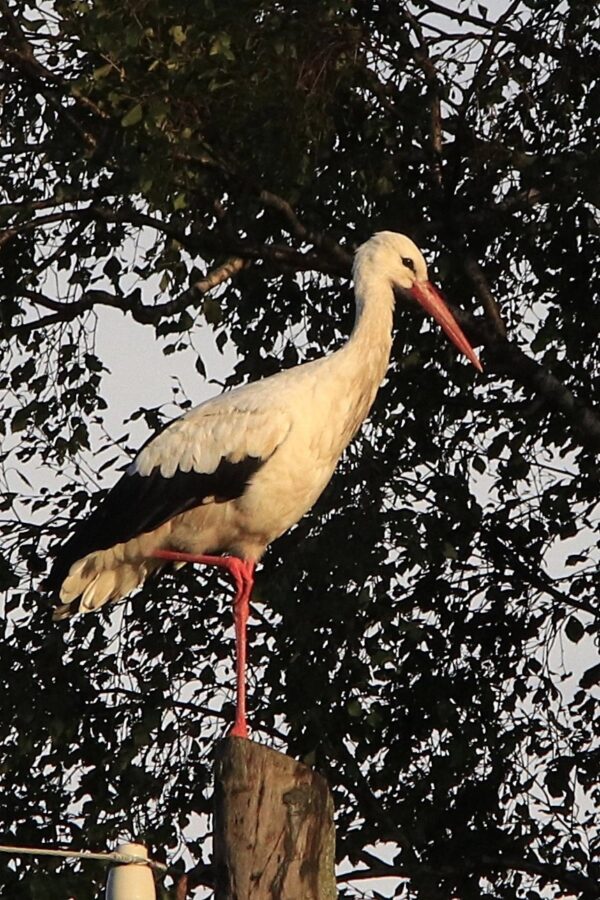 На закате к дому в Тверской области прилетел шикарный аист