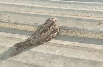 В Твери заметили необычную экзотическую птицу В Твери заметили необычную экзотическую птицу