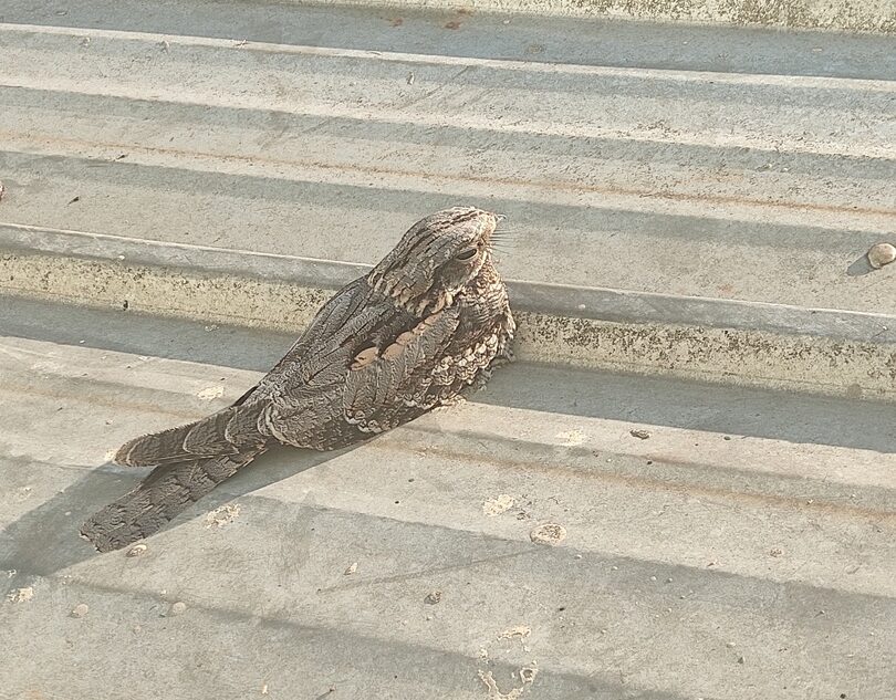 В Твери заметили необычную экзотическую птицу