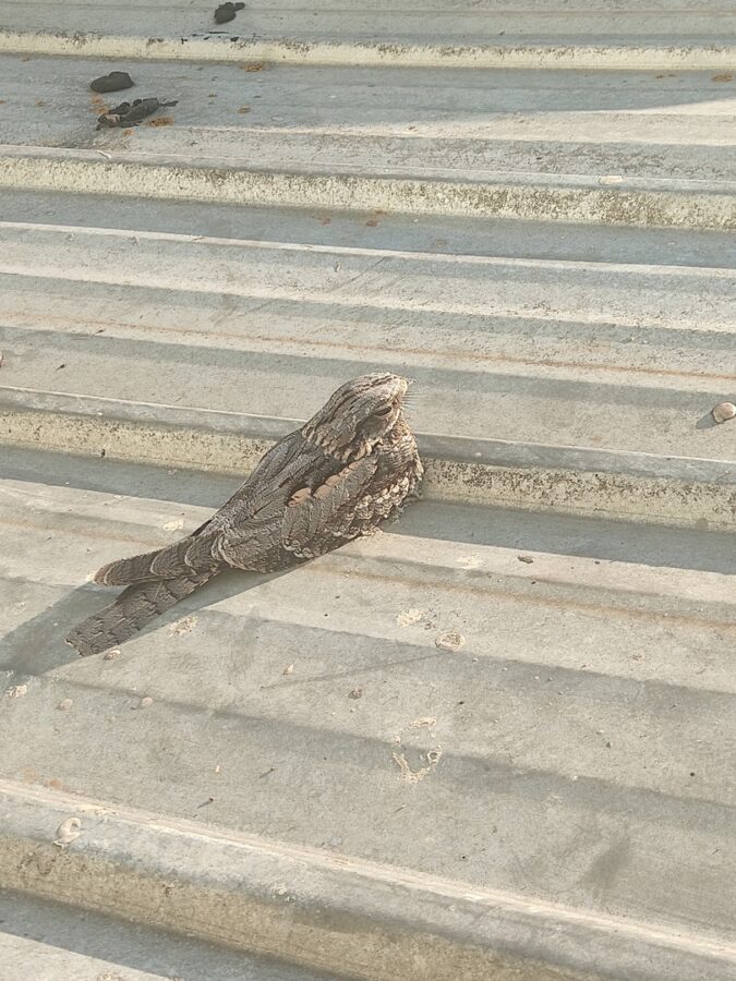 В Твери заметили необычную экзотическую птицу