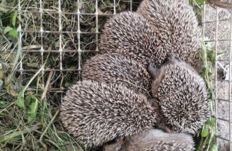 Житель Тверской области выходил ежат, которые остались без мамы Житель Тверской области выходил ежат, которые остались без мамы