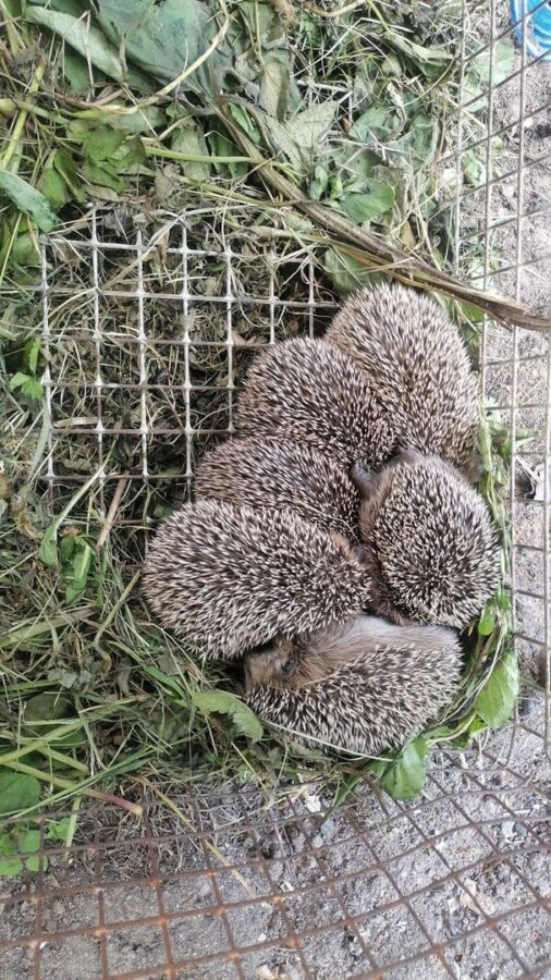 Житель Тверской области выходил ежат, которые остались без мамы