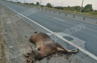 Утром неизвестный сбил молодого лося в Твери