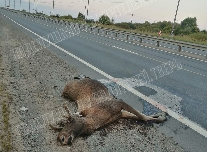 Утром неизвестный сбил молодого лося в Твери