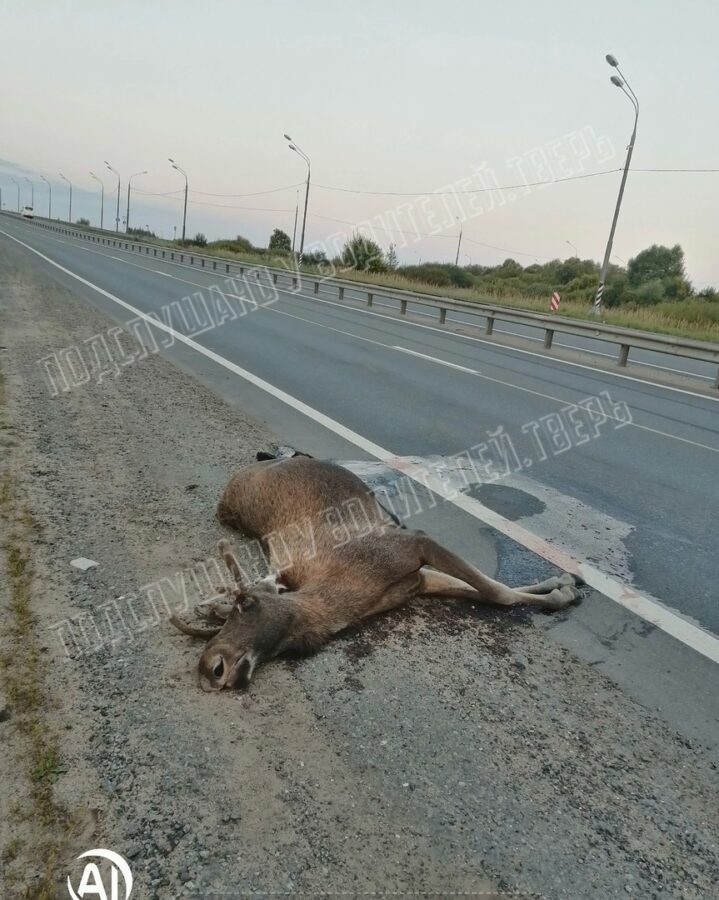 Утром неизвестный сбил молодого лося в Твери