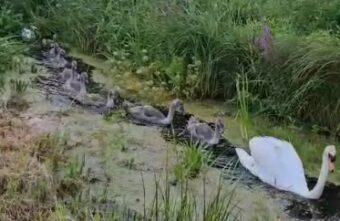 В Тверской области лебеди показали своих птенцов людям В Тверской области лебеди показали своих птенцов людям