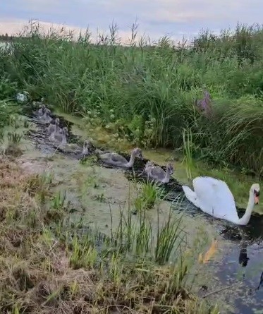 В Тверской области лебеди показали своих птенцов людям