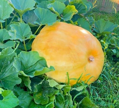 В Тверской области вырастили 130-килограммовые тыквы