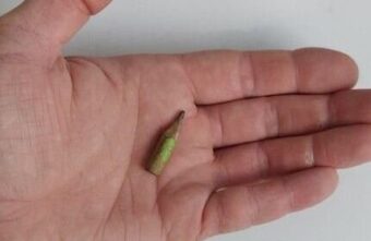 В Твери на сайте объявлений продают огрызок карандаша за 10 тысяч рублей В Твери на сайте объявлений продают огрызок карандаша за 10 тысяч рублей