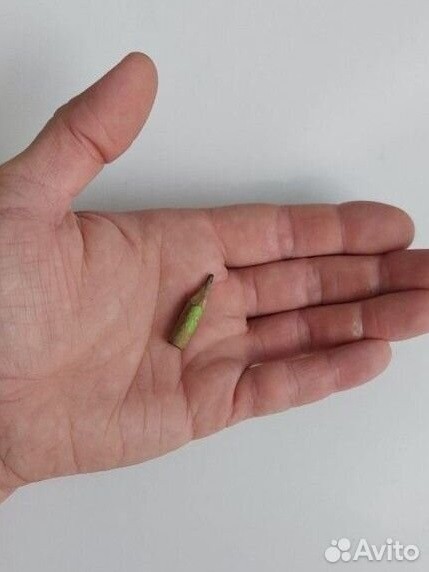 В Твери на сайте объявлений продают огрызок карандаша за 10 тысяч рублей