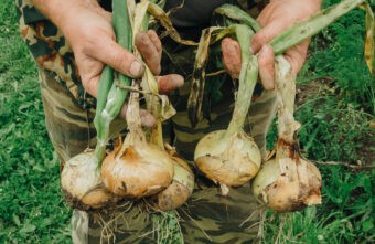 Россиянам рассказали о пользе чеснока