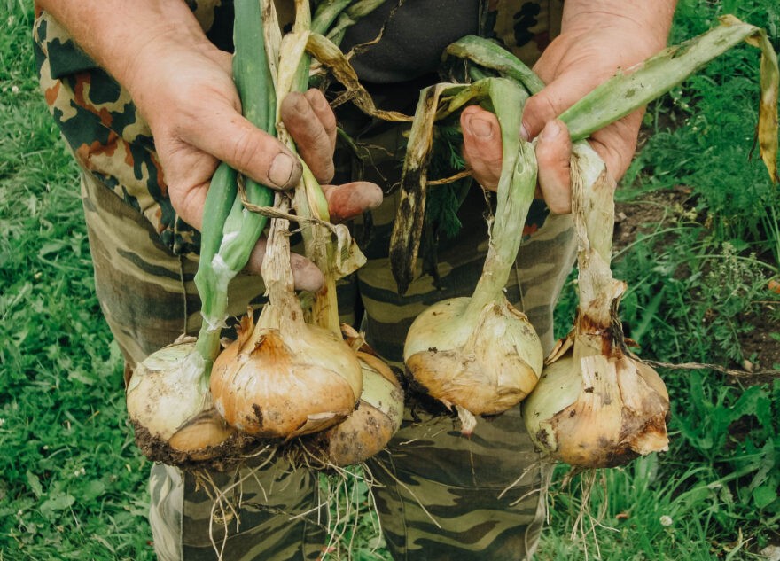 Россиянам рассказали о пользе чеснока