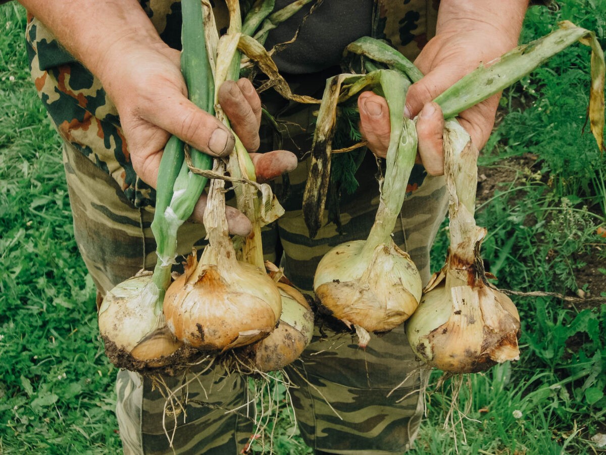 Россиянам рассказали о пользе чеснока