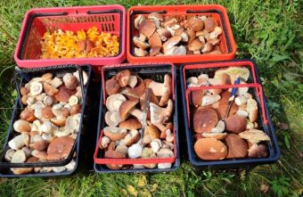 По всей Тверской области ведрами собирают белые грибы По всей Тверской области ведрами собирают белые грибы