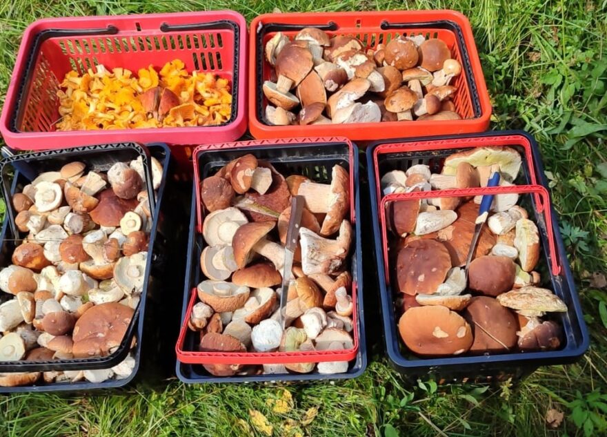 По всей Тверской области ведрами собирают белые грибы