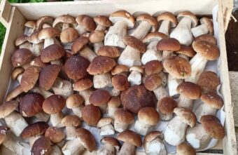 Назван самый грибной район Тверской области