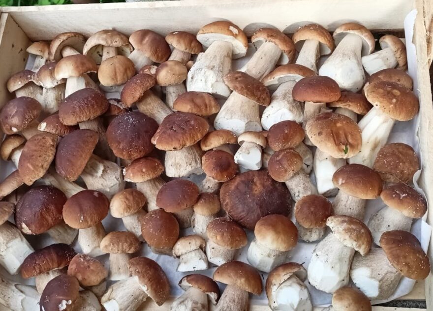 Назван самый грибной район Тверской области