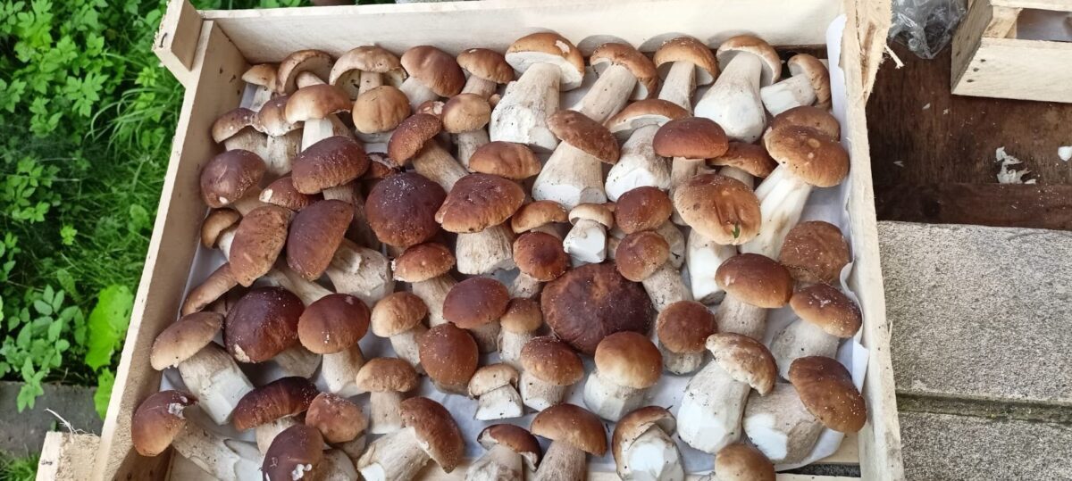 Назван самый грибной район Тверской области