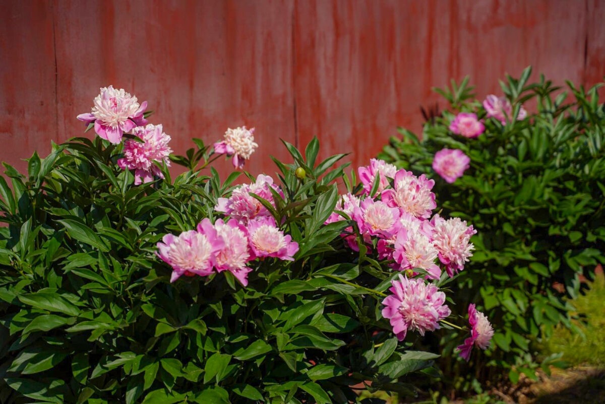 Специалист рассказал, какие цветы на даче очень опасны для здоровья