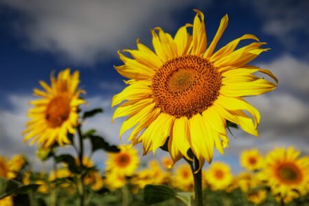 Синоптики рассказали, когда из Тверской области уйдет аномальная жара Синоптики рассказали, когда из Тверской области уйдет аномальная жара