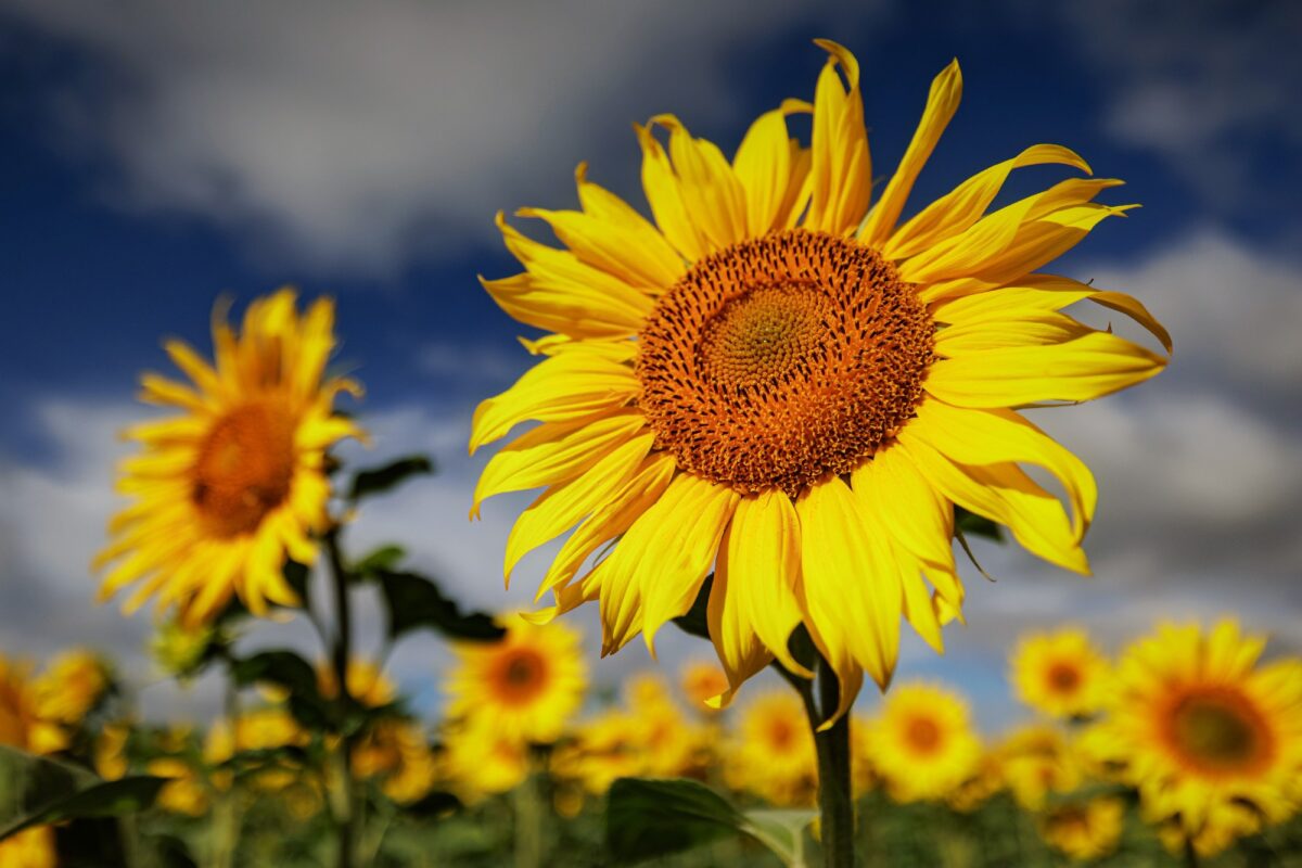 Синоптики рассказали, когда из Тверской области уйдет аномальная жара