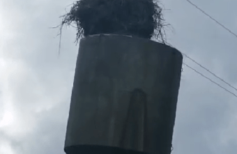 В Тверской области пропала вдова погибшего аиста Гоши