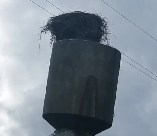 В Тверской области пропала вдова погибшего аиста Гоши В Тверской области пропала вдова погибшего аиста Гоши