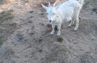В Тверской области ищут хозяев потерявшихся козлят