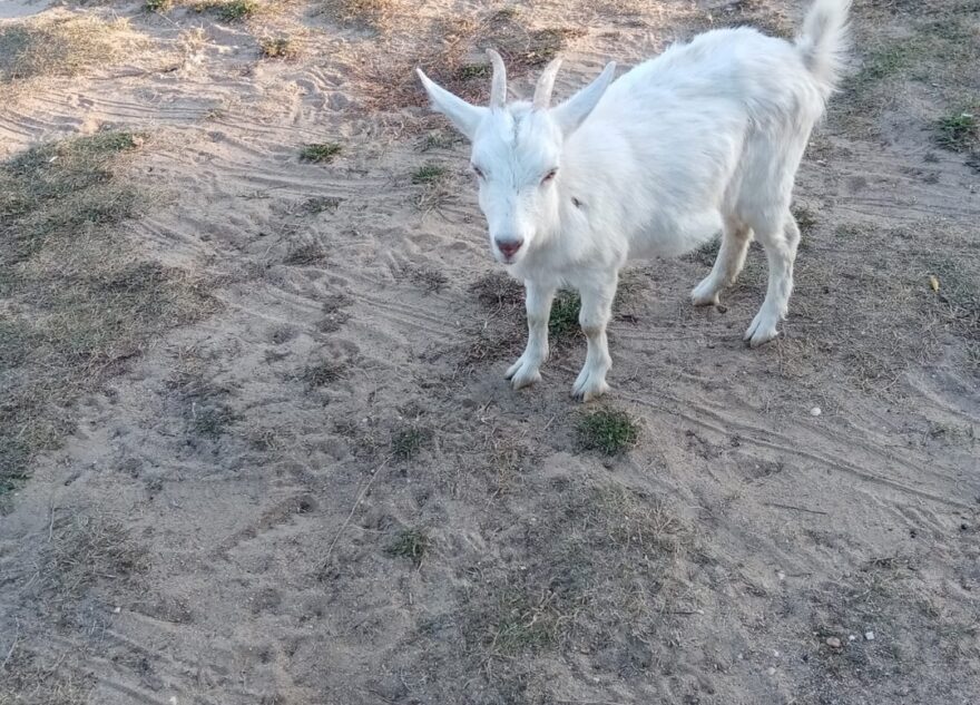 В Тверской области ищут хозяев потерявшихся козлят