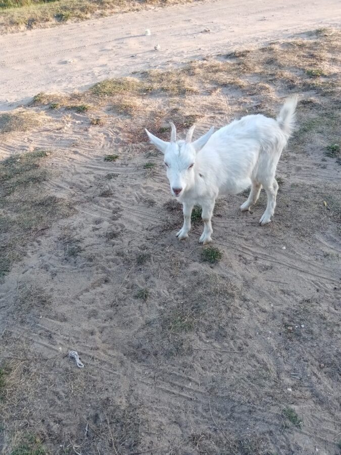 В Тверской области ищут хозяев потерявшихся козлят