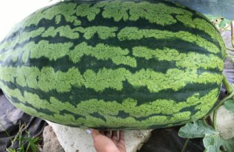 Семья из Тверской области может стать победителем международного конкурса гигантских овощей