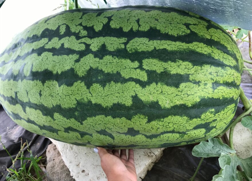 Семья из Тверской области может стать победителем международного конкурса гигантских овощей